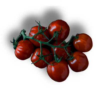 tomatoes plant