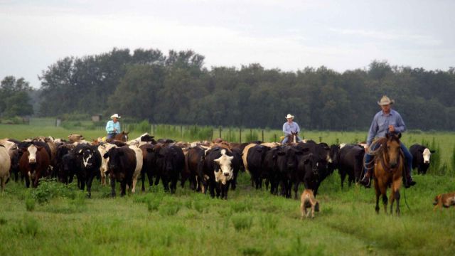 cow with horse